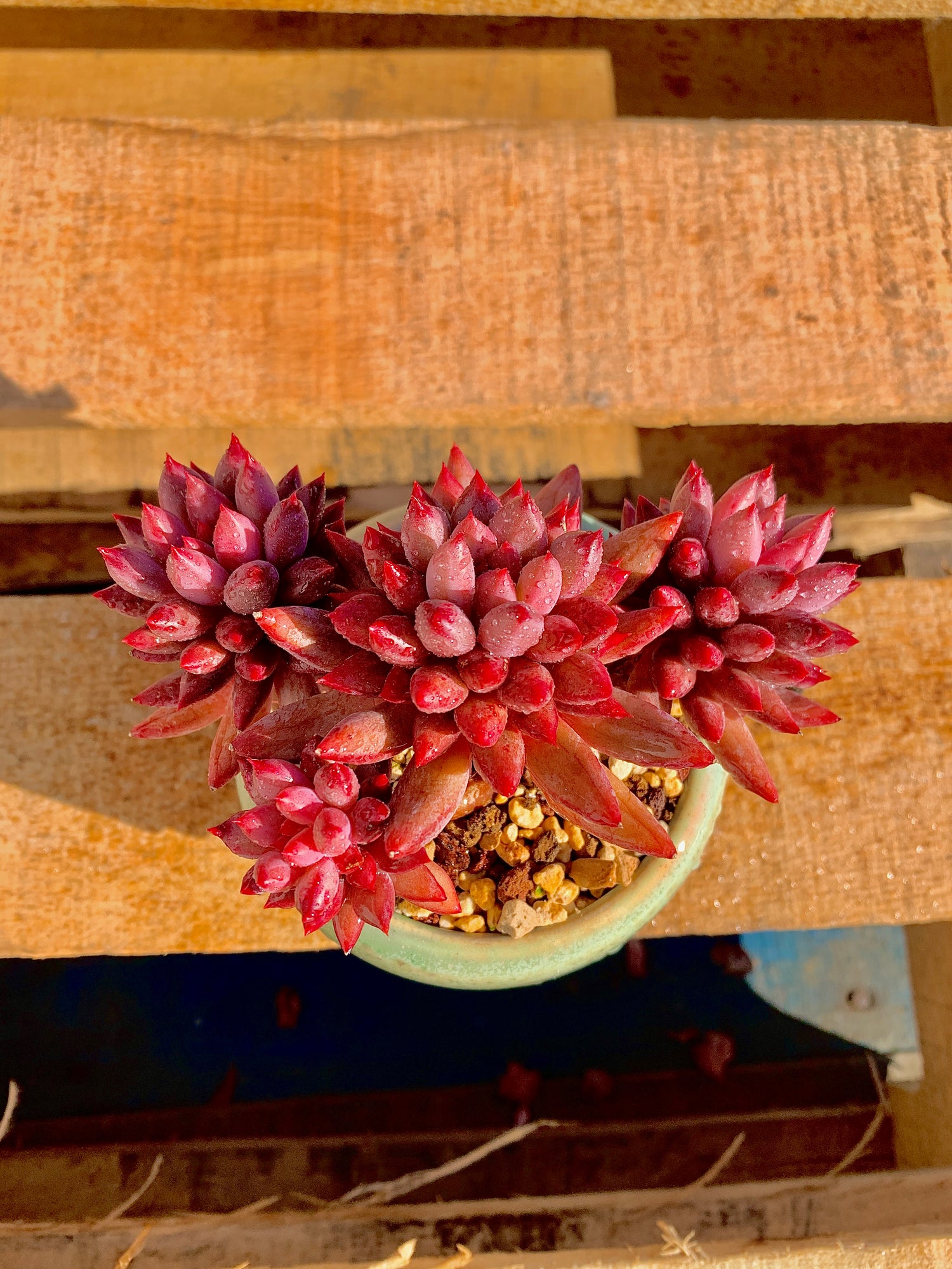 2512-016 Boutique Rare Succulents/Echeveria Cherry/What You See is What You Get/Bare Root Without Soil Pot/Plants Gifts