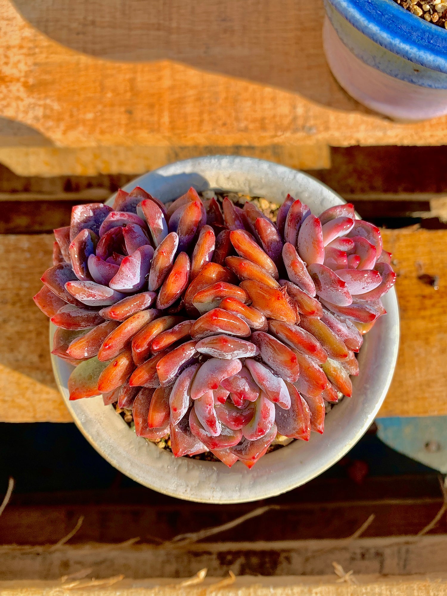 2512-014 Boutique Rare Succulents/Echeveria Orange Monroe 3 Heads /What You See is What You Get/Bare Root Without Soil Pot/Plants Gifts