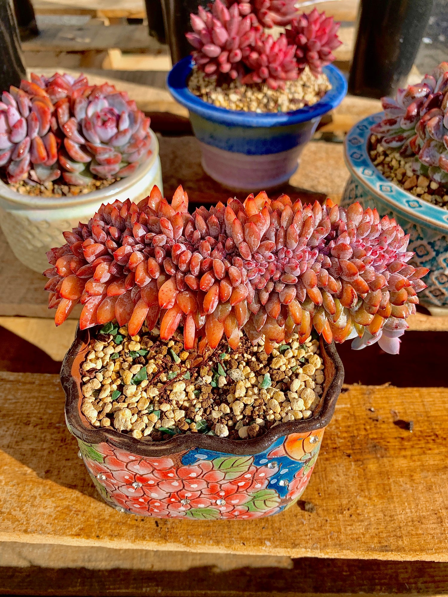 2512-012 Boutique Rare Succulents/Echeveria Orange Monroe Crested/What You See is What You Get/Bare Root Without Soil Pot/Plants Gifts