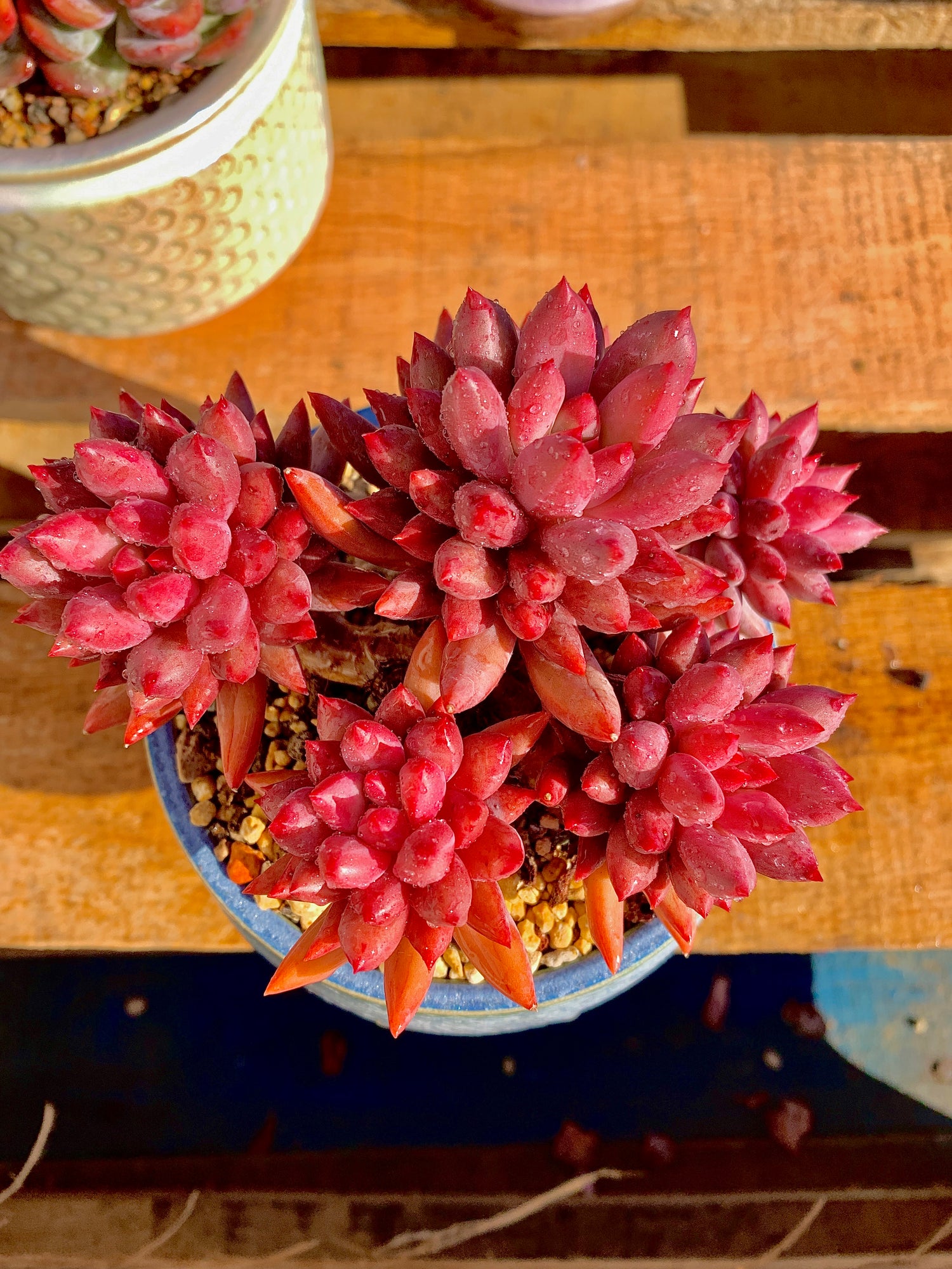 2512-010Boutique Rare Succulents/Echeveria Cherry/What You See is What You Get/Bare Root Without Soil Pot/Plants Gifts