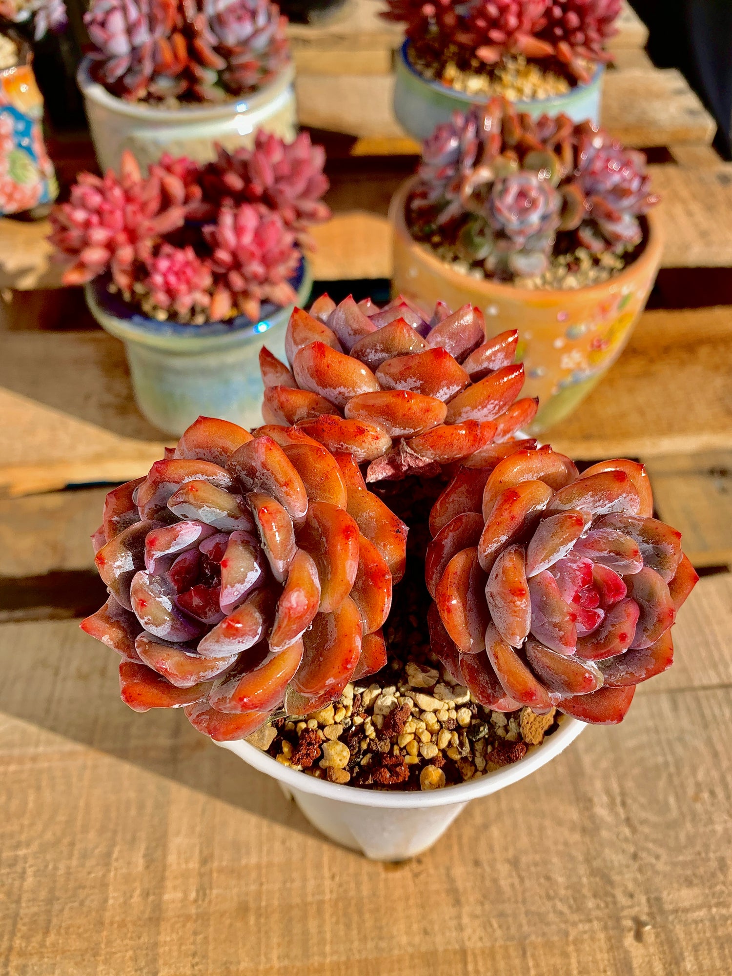 2512-022 Boutique Rare Succulents/Echeveria Orange Monroe Cluster /What You See is What You Get/Bare Root Without Soil Pot/Plants Gifts