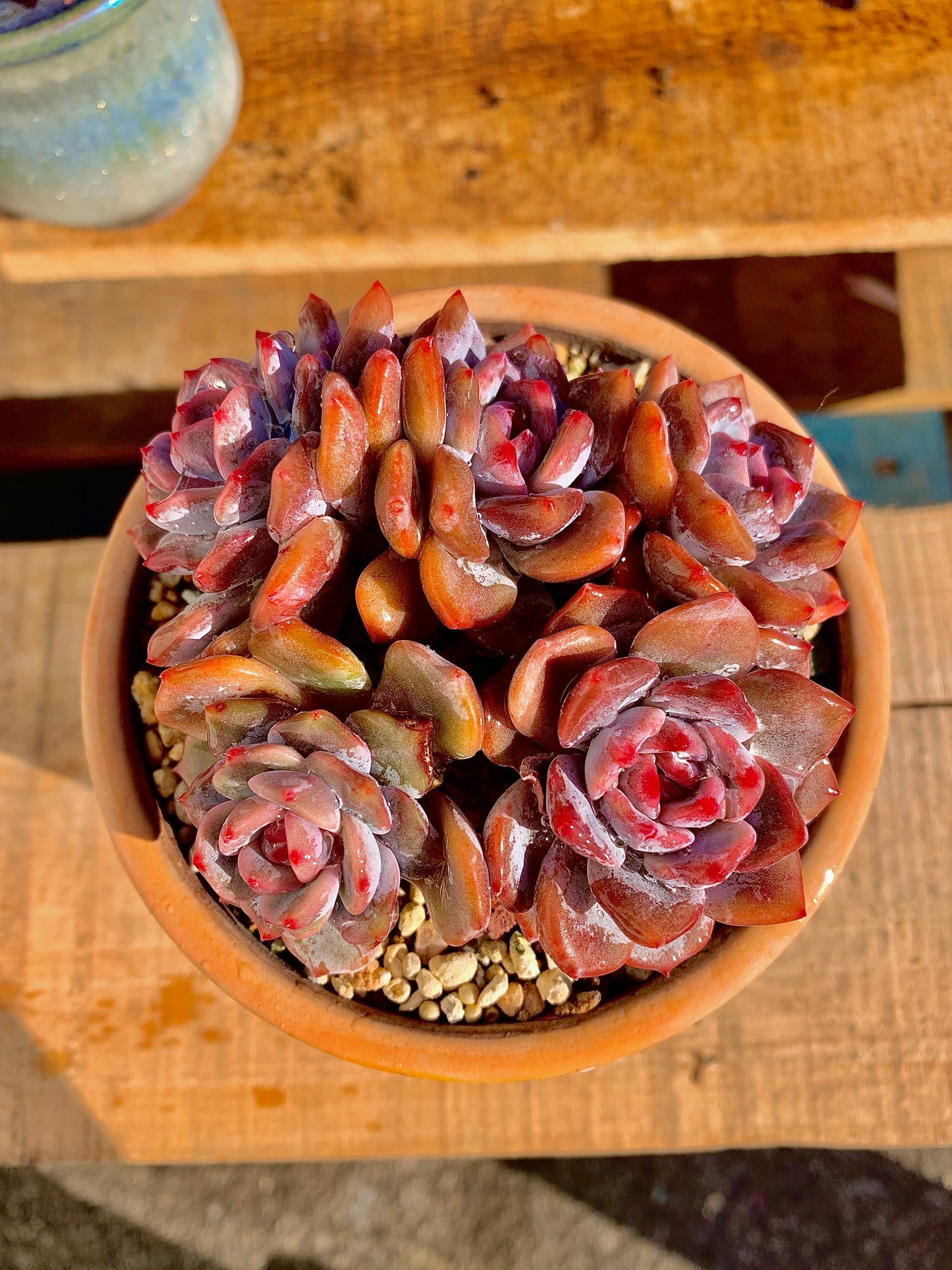 2512-021 Boutique Rare Succulents/Echeveria Orange Monroe Cluster /What You See is What You Get/Bare Root Without Soil Pot/Plants Gifts