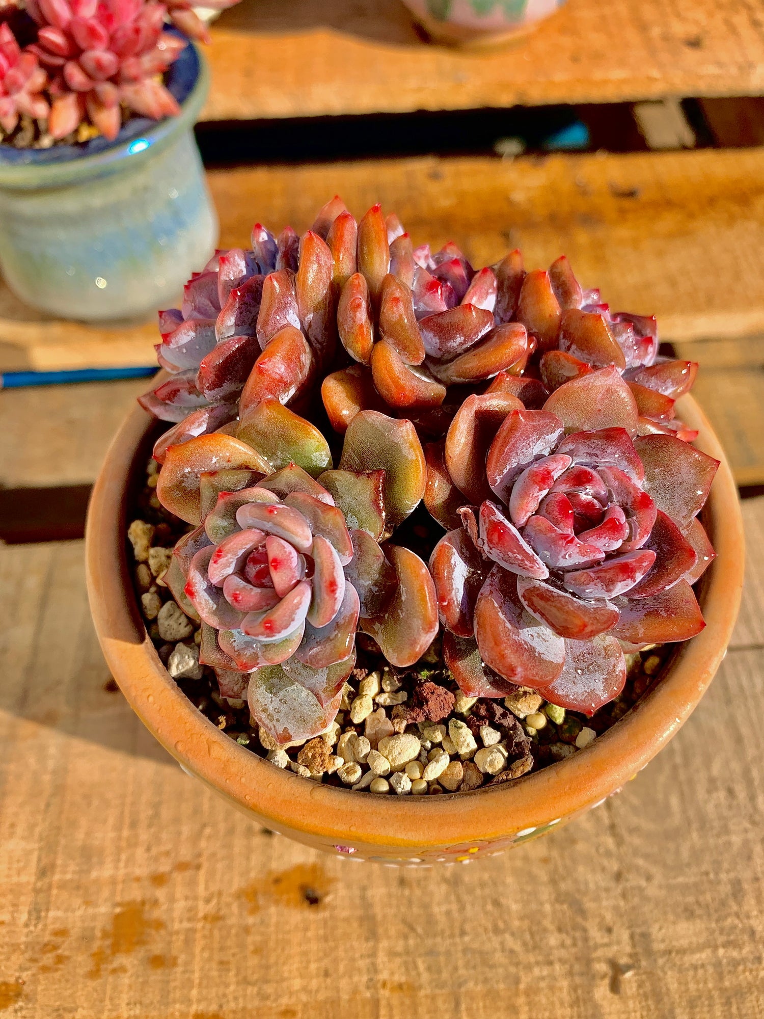 2512-021 Boutique Rare Succulents/Echeveria Orange Monroe Cluster /What You See is What You Get/Bare Root Without Soil Pot/Plants Gifts