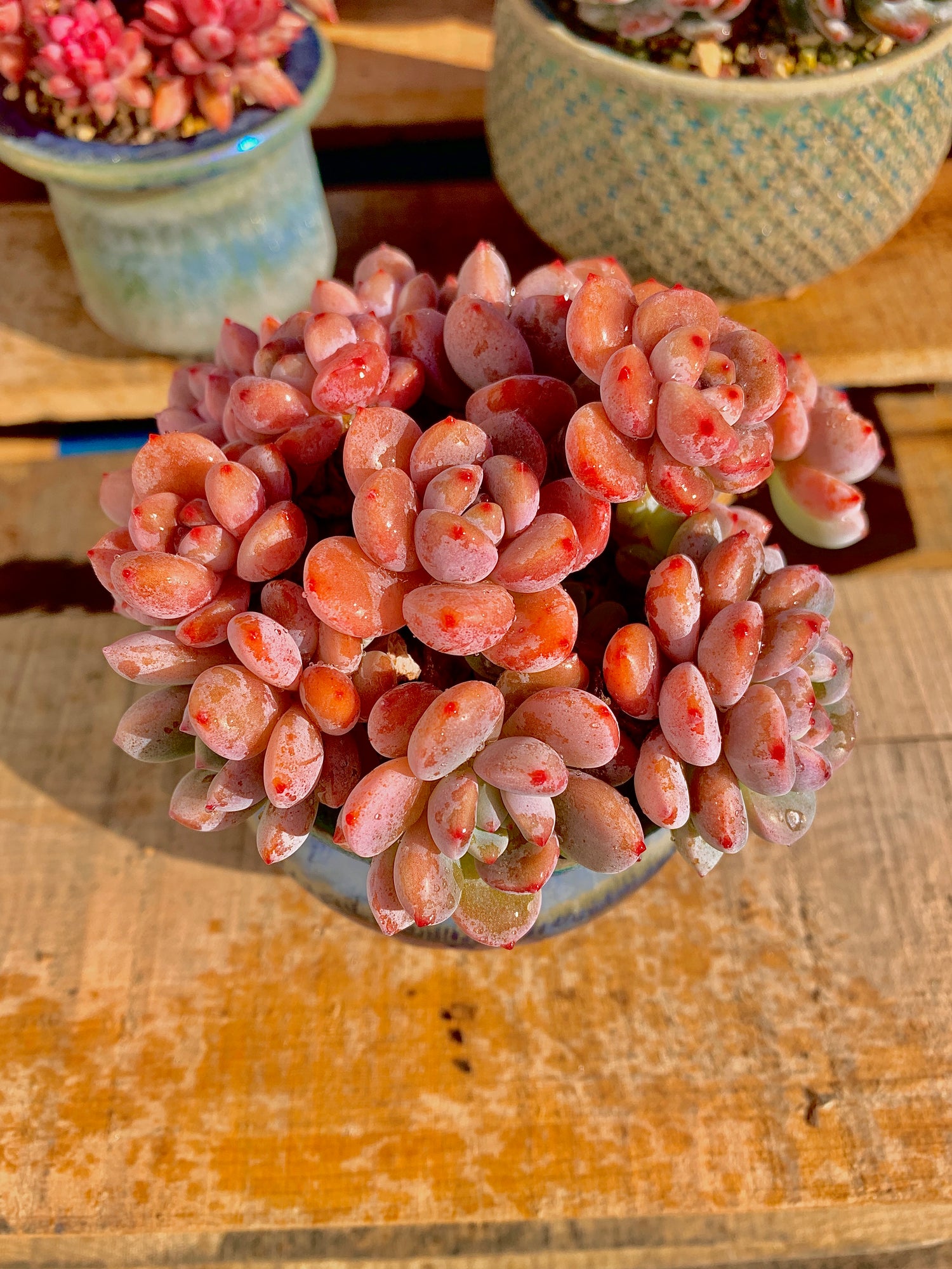 2512-024 Boutique Big Rare Succulents/xSedeveria Maxwell Cluster /What You See is What You Get/Bare Root Without Soil Pot/Plants Gifts