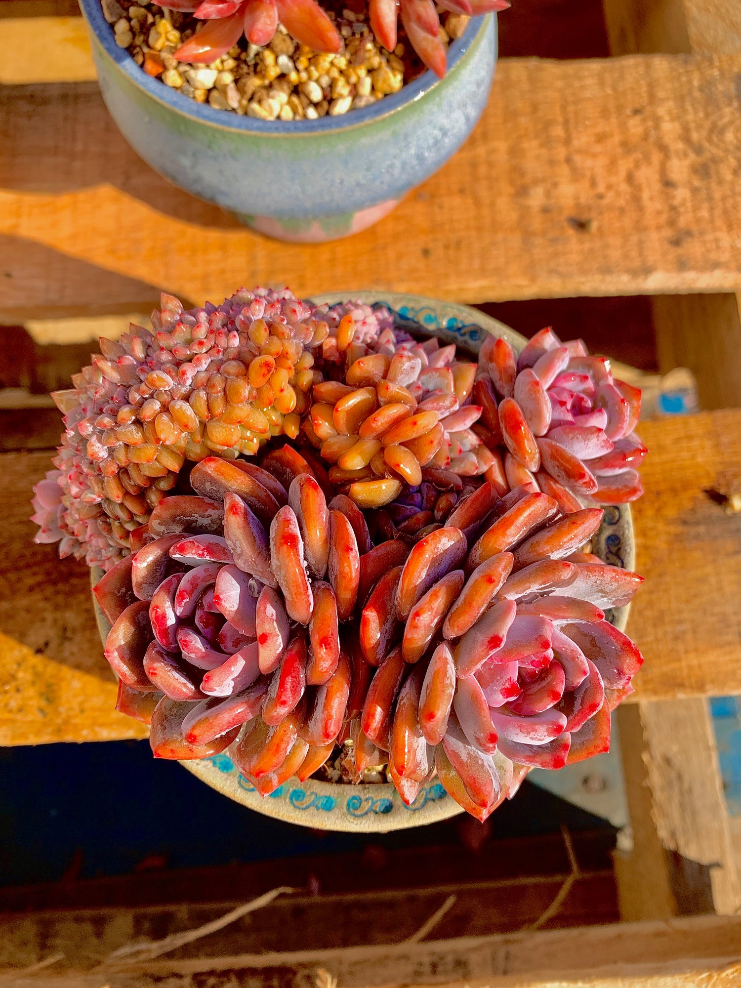 2512-025 Boutique Rare Succulents/Echeveria Orange Monroe Crested/What You See is What You Get/Bare Root Without Soil Pot/Plants Gifts