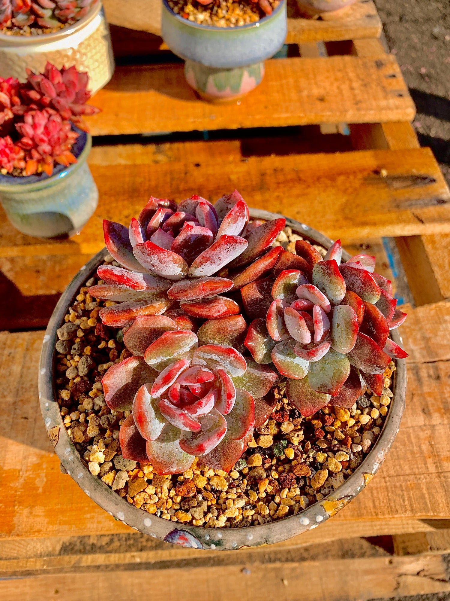 2512-027 Boutique Rare Succulents/Echeveria Orange Monroe Cluster /What You See is What You Get/Bare Root Without Soil Pot/Plants Gifts