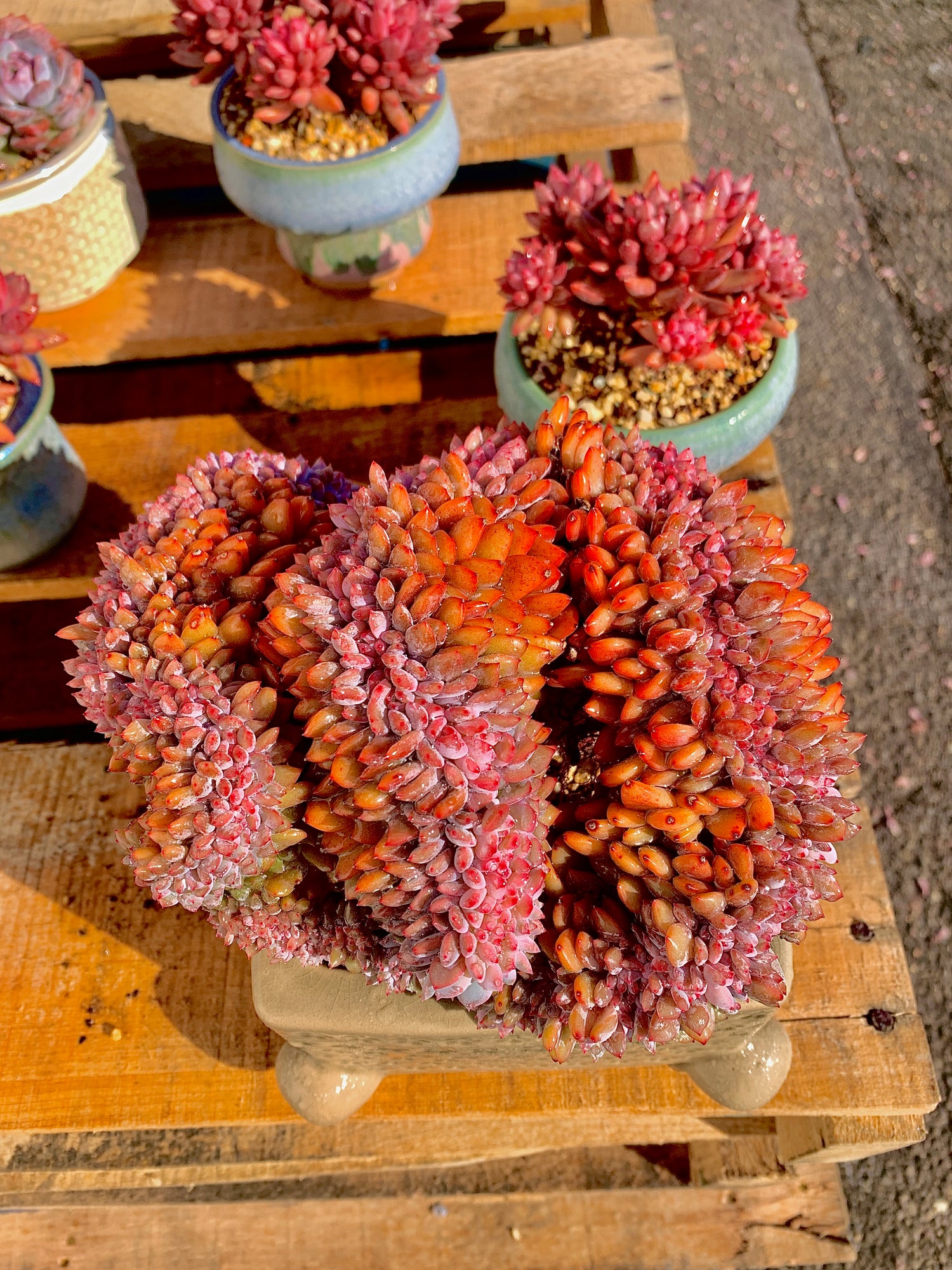 2512-028 Boutique Rare Succulents/Echeveria Orange Monroe Crested/What You See is What You Get/Bare Root Without Soil Pot/Plants Gifts