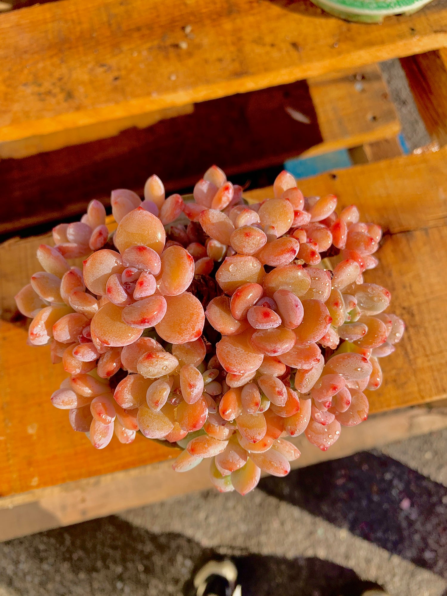 2512-042 Boutique Big Rare Succulents/xSedeveria Maxwell Cluster /What You See is What You Get/Bare Root Without Soil Pot/Plants Gifts