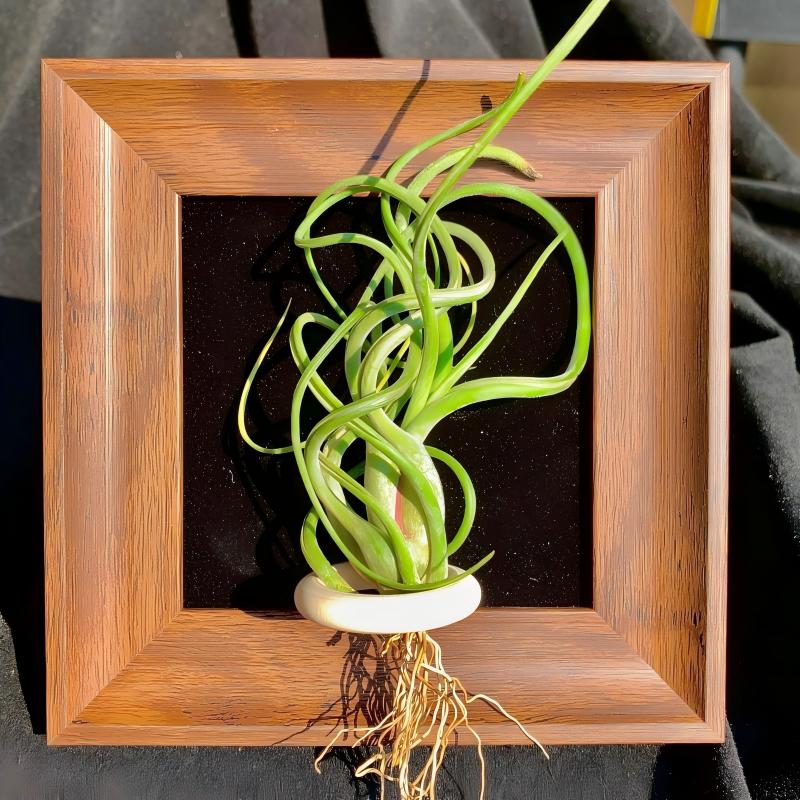Tillandsia Caput - Medusae (4 inches)