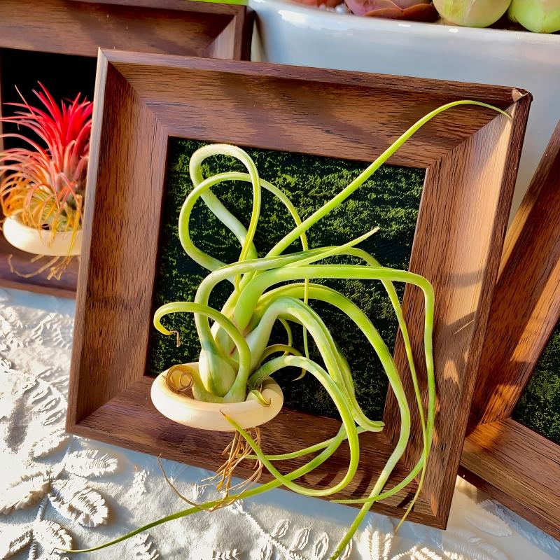 Tillandsia Caput - Medusae (4 inches)