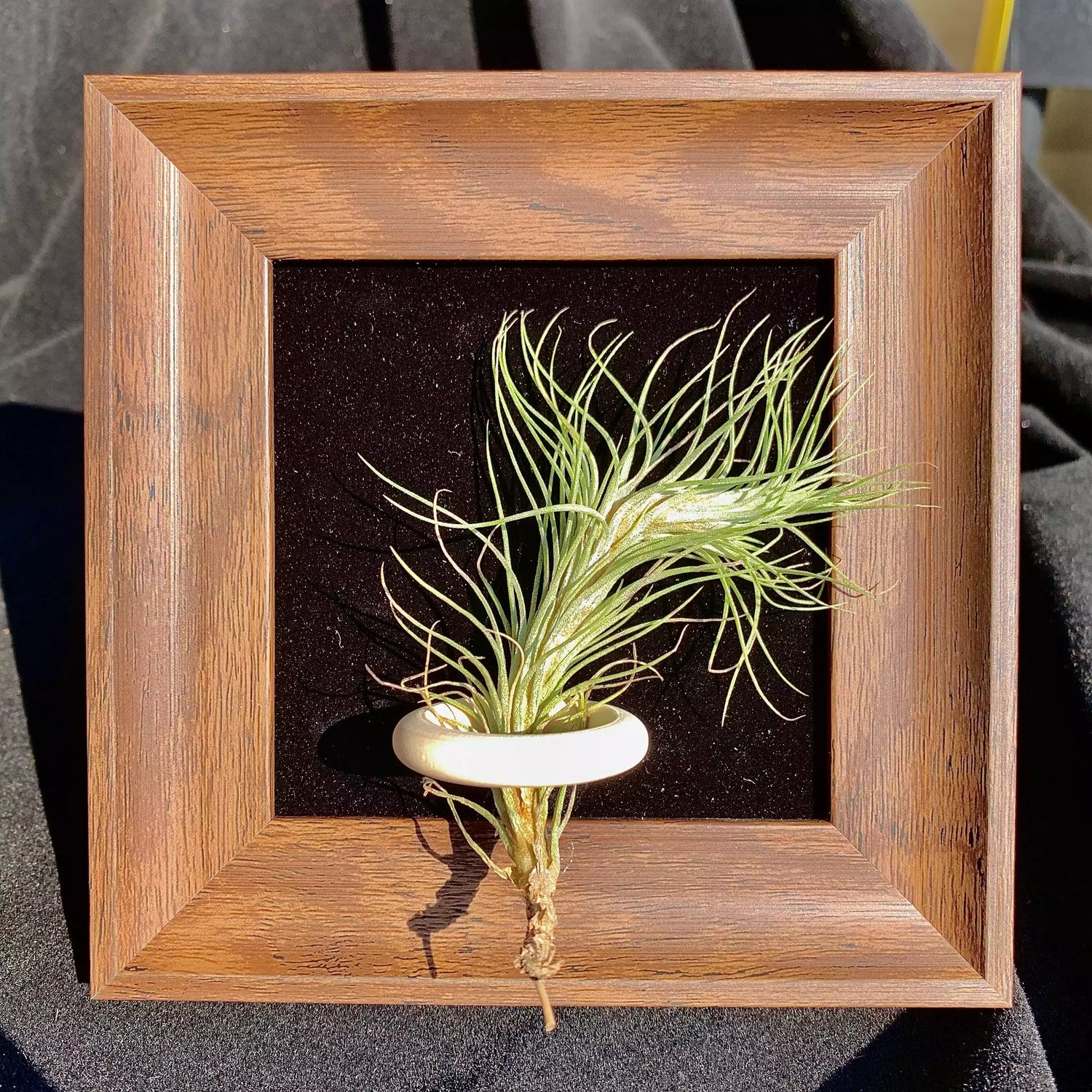 TILLANDSIA FUNCKIANA（ 4 inches）