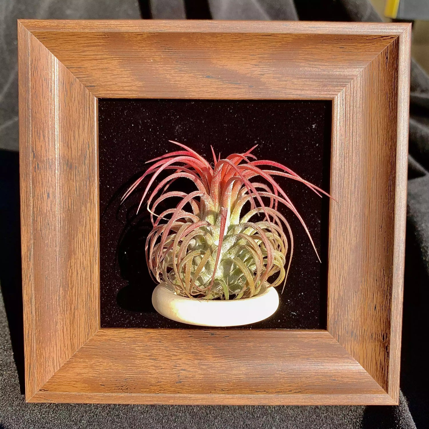 TILLANDSIA IONANTHA V.STRICTA（ 4 inches）