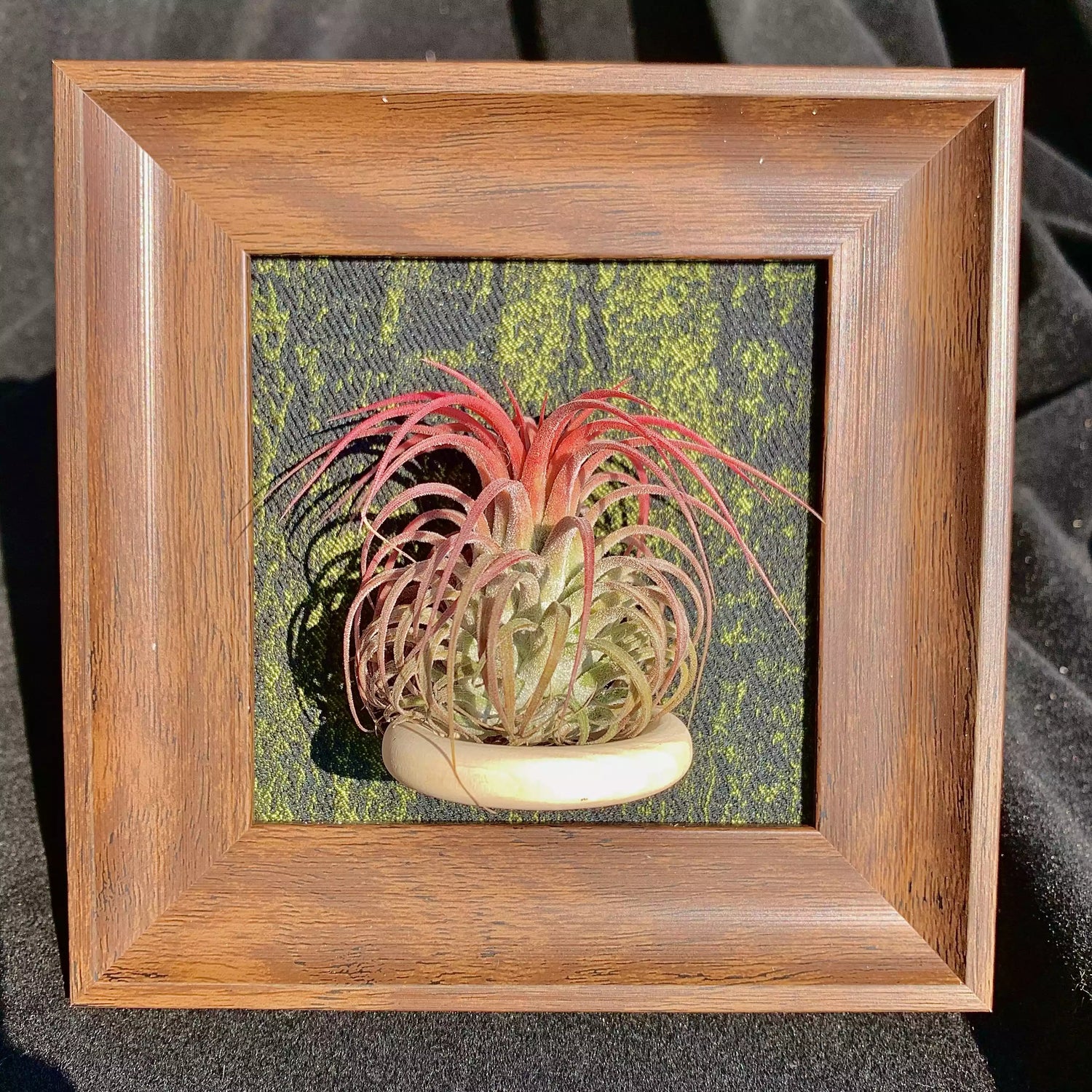 TILLANDSIA IONANTHA V.STRICTA（ 4 inches）