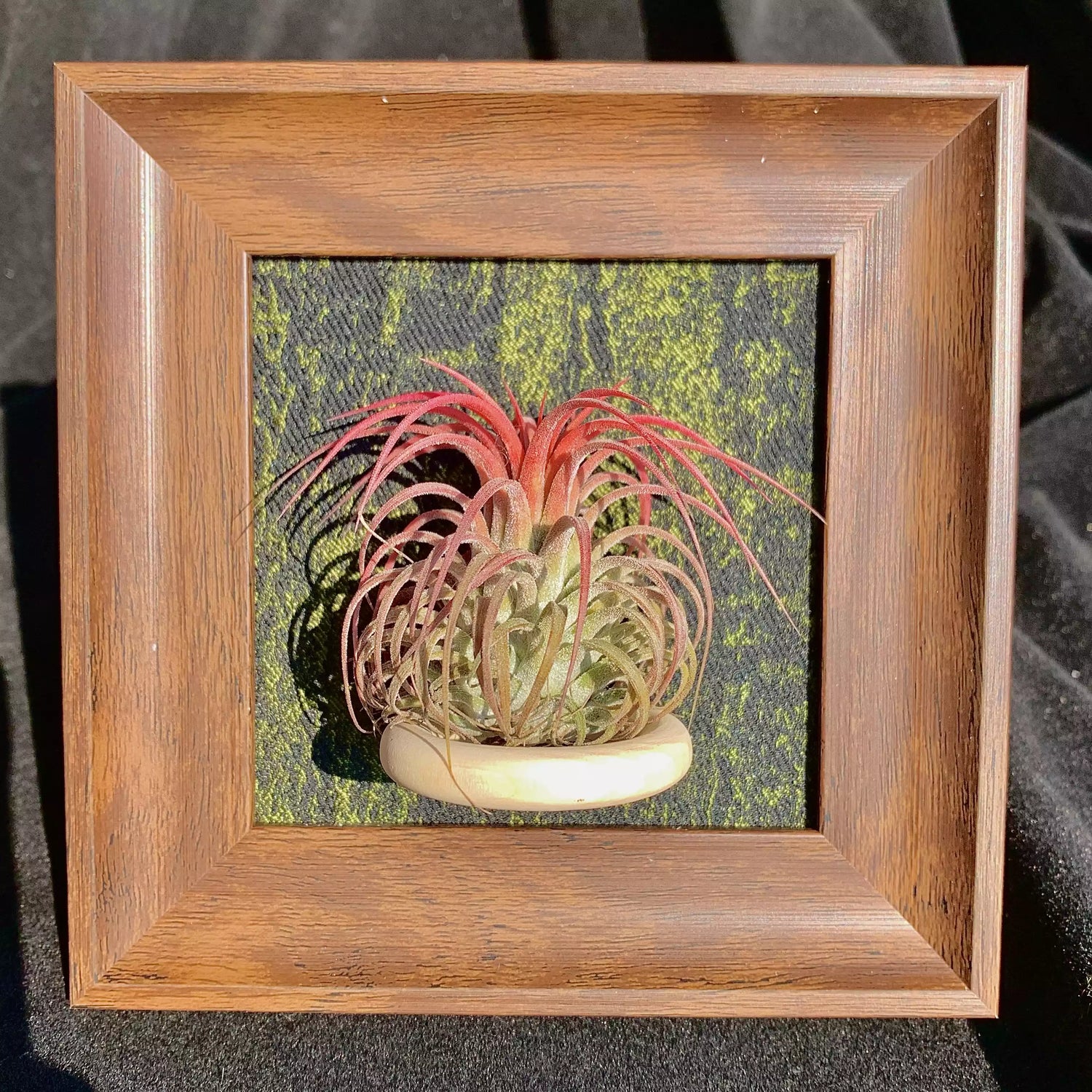 TILLANDSIA CQPUT-MEDUSAE （4 inches）