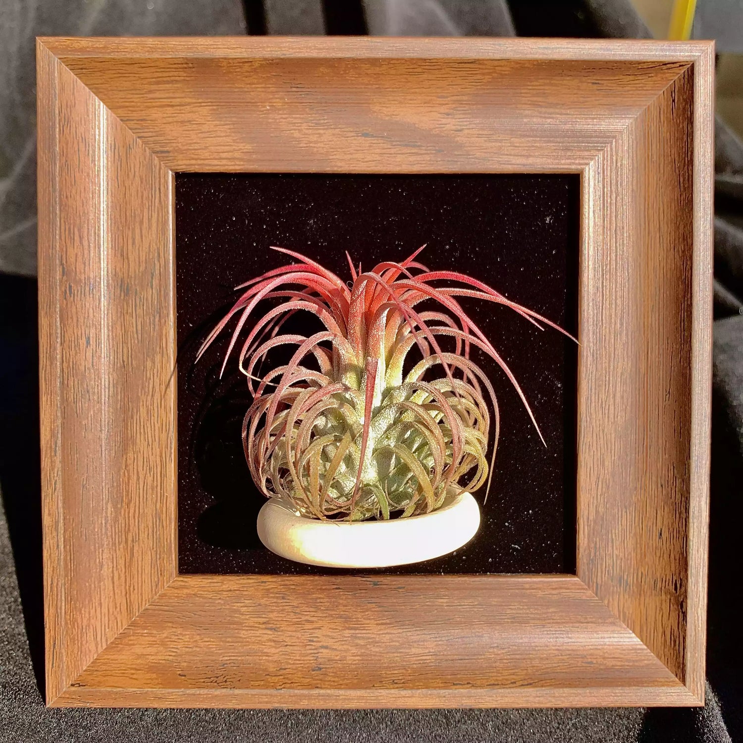 TILLANDSIA CQPUT-MEDUSAE （4 inches）