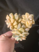 34878624-b30a-4cb8-b6d4-4a1d2a594884