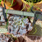 4ace92bf-4c73-4f5c-a72c-41b631f6e29d