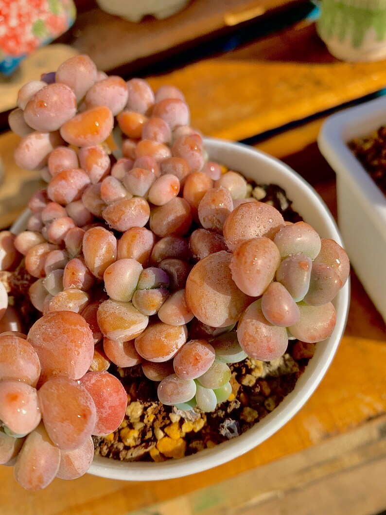 0dc3ef20-efb5-4a0f-88d5-79e3a92c3bd1