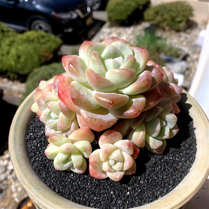 2669c6aa-baf9-4da1-aa1b-15084592a72e