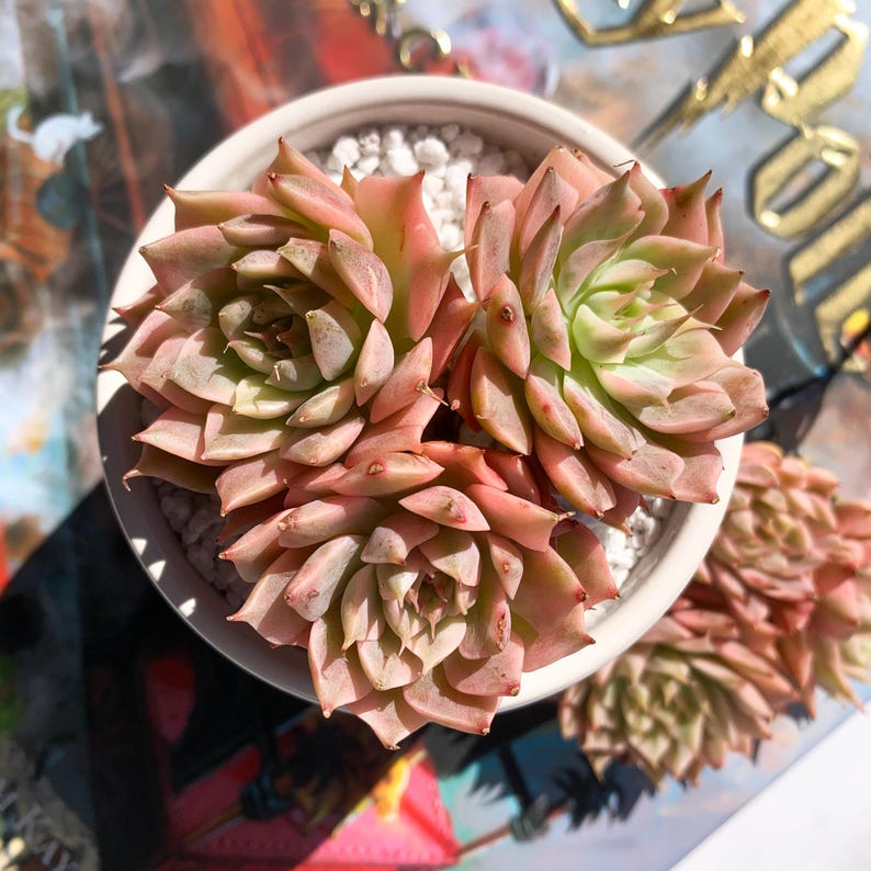 44ac07db-a235-4213-a3d7-5ad284258ff4