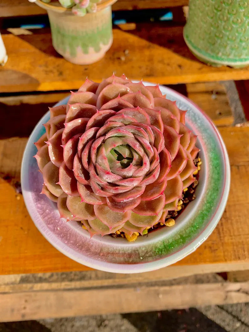 b224c425-217f-45c3-a973-da1b441767ee