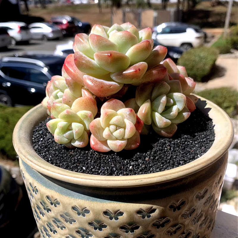 86e126c6-71b9-48a9-a166-35f4bc047f67