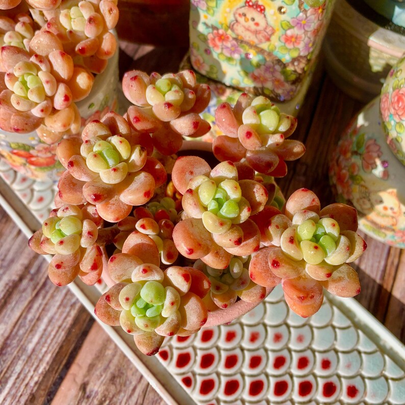 6aad2e48-f2f5-4595-a1a3-4ffd811ad638