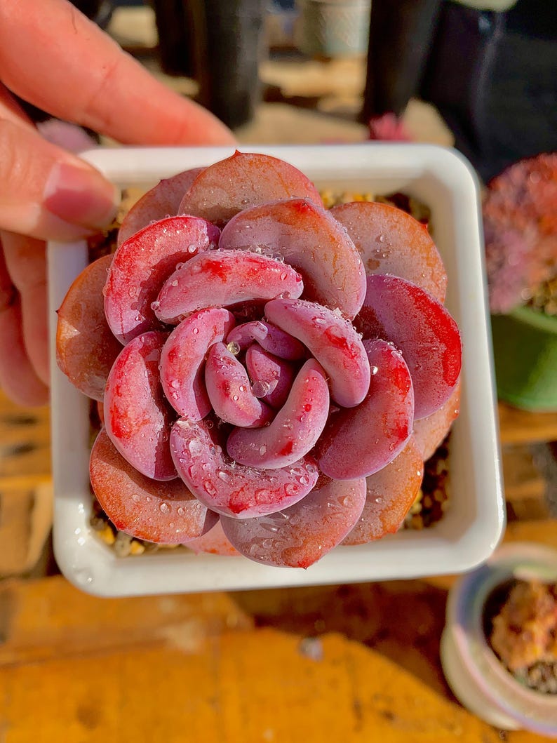 9aaa42d2-c572-4127-8575-a0ff4f21bf2c