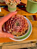 40d76e03-d7ec-486d-bcd4-fa4dcf160afb