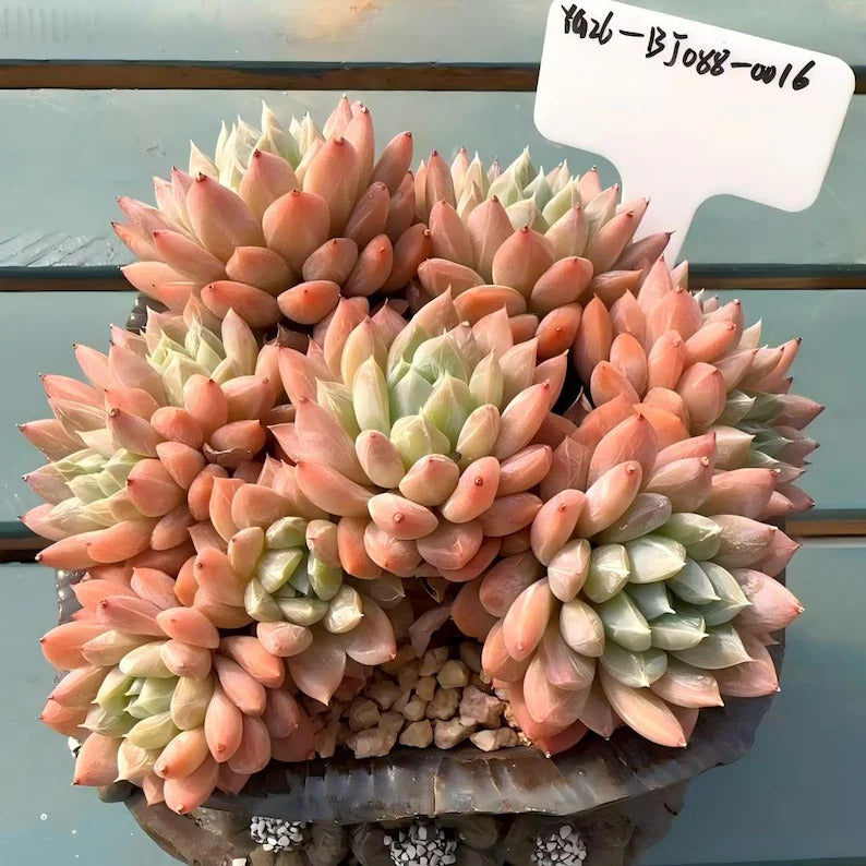 14dff475-e223-402e-af13-6040f6ee059b
