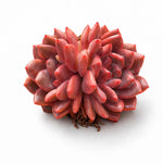 90b54483-a053-4e67-a7e1-e4fd4ee86415