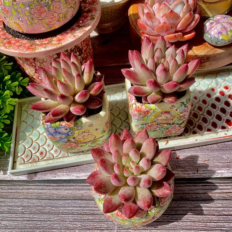 2e1172c6-3369-455b-9dbd-814e12e24706