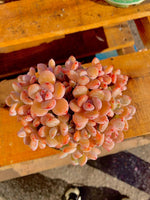 53c2e934-93c4-4ff6-8506-9fd9289b168f