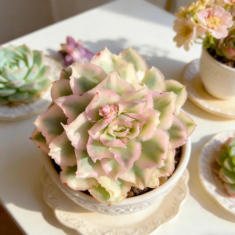 c4591e35-cf35-4c13-bf0e-f9810db4f522