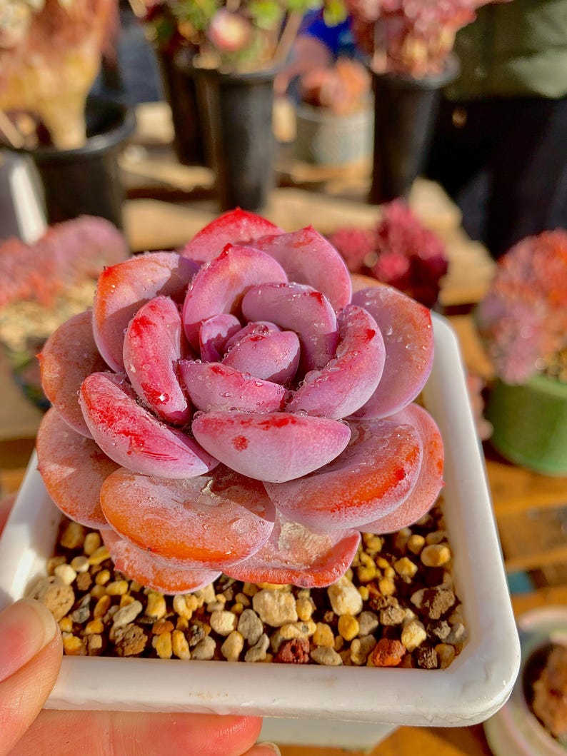 a2bc7e27-9144-4148-97fa-1442451a474b