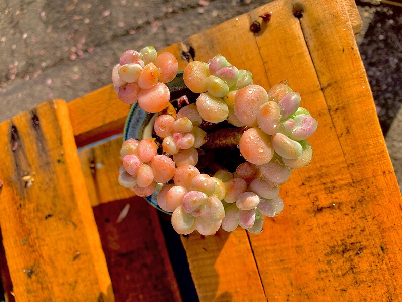 c6b642e7-08f2-4e1f-800f-0467ec55727c