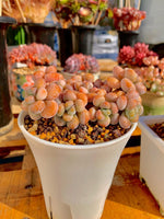 ec71c10f-d1a6-4052-b90b-9b4344714f8e