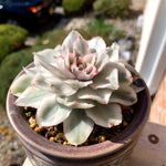 c1864c2a-4d15-46d1-bb9d-2e88c6005fbd