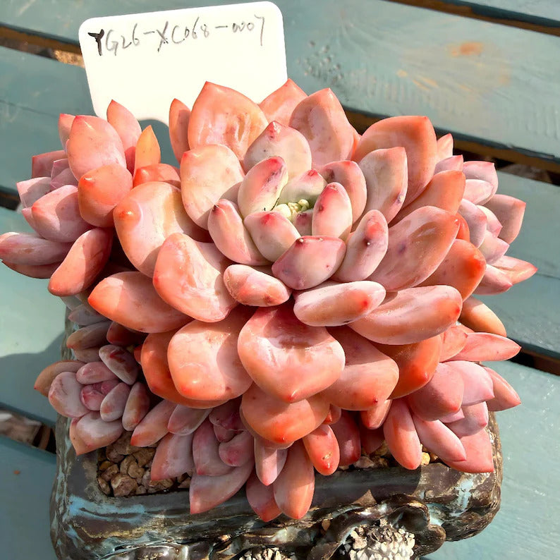 9b3cf729-d3e4-4d5c-826d-0e39fadd95c6