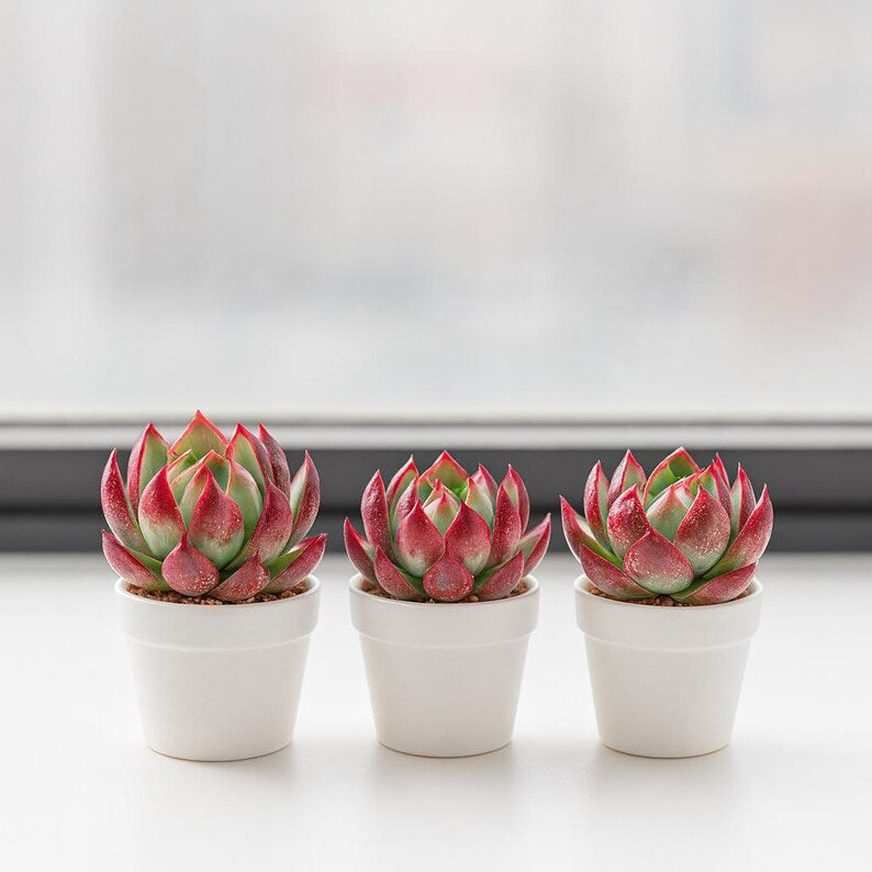 902e3713-af74-48fe-8f1b-fac615c5d92e