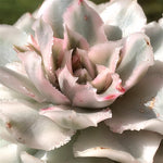 daabc4cf-e1fb-4599-9f3c-578726351779