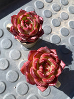 a3e02857-914c-427f-8751-cc52f9da200e