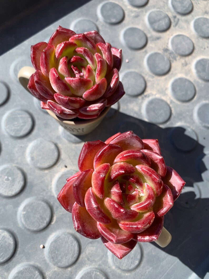 a3e02857-914c-427f-8751-cc52f9da200e