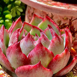 7b4cb1e4-cfa6-480e-be8d-ef16e3ef6a7b