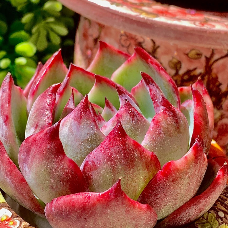 7b4cb1e4-cfa6-480e-be8d-ef16e3ef6a7b