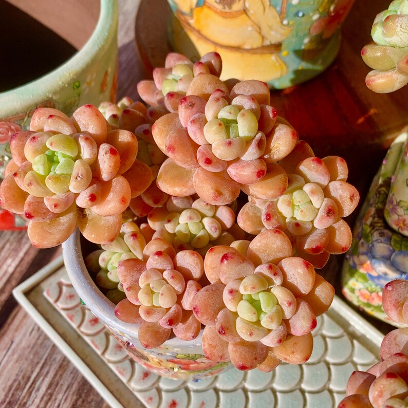 0c40a9a2-10bc-4a80-9b67-1efec805593a