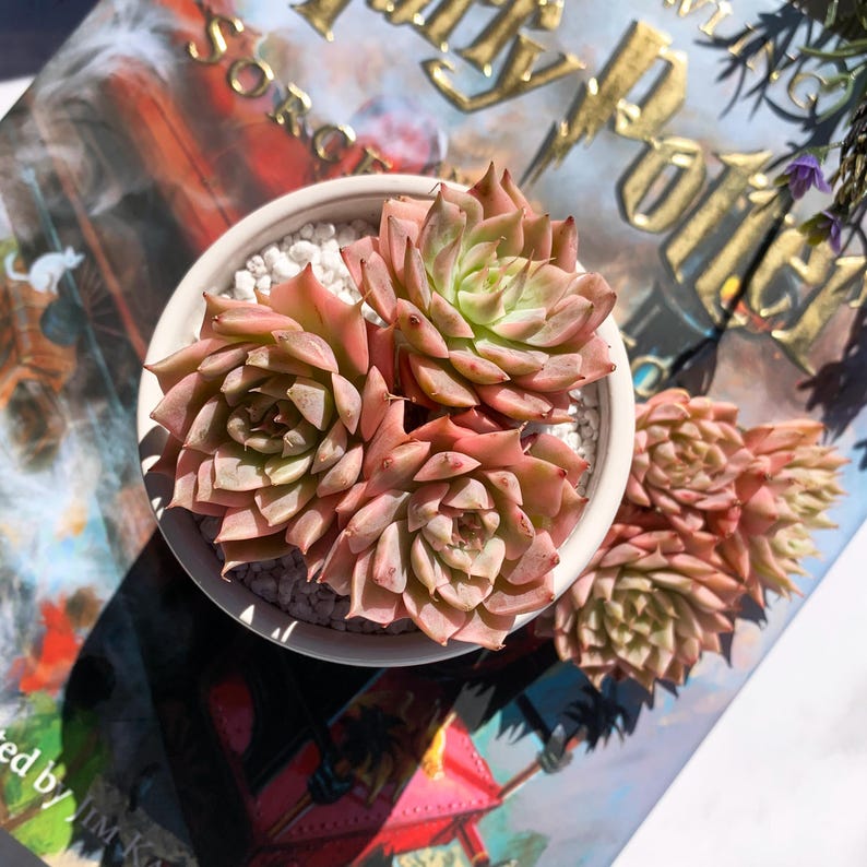 071784e5-bfcd-46ae-909c-b956273b104a