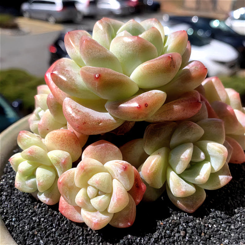 72bdcd2d-c95c-4c9f-932c-1fd58c8930b3