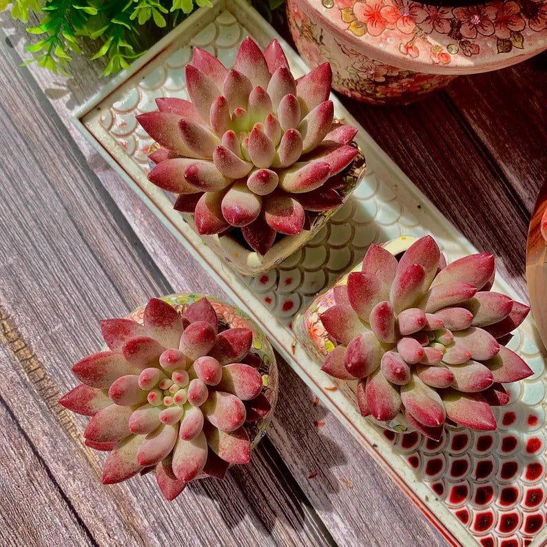 38d8beb8-f5c4-479a-a446-94757187907d