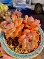 bd620b10-2ade-4a25-a804-382e3084530b